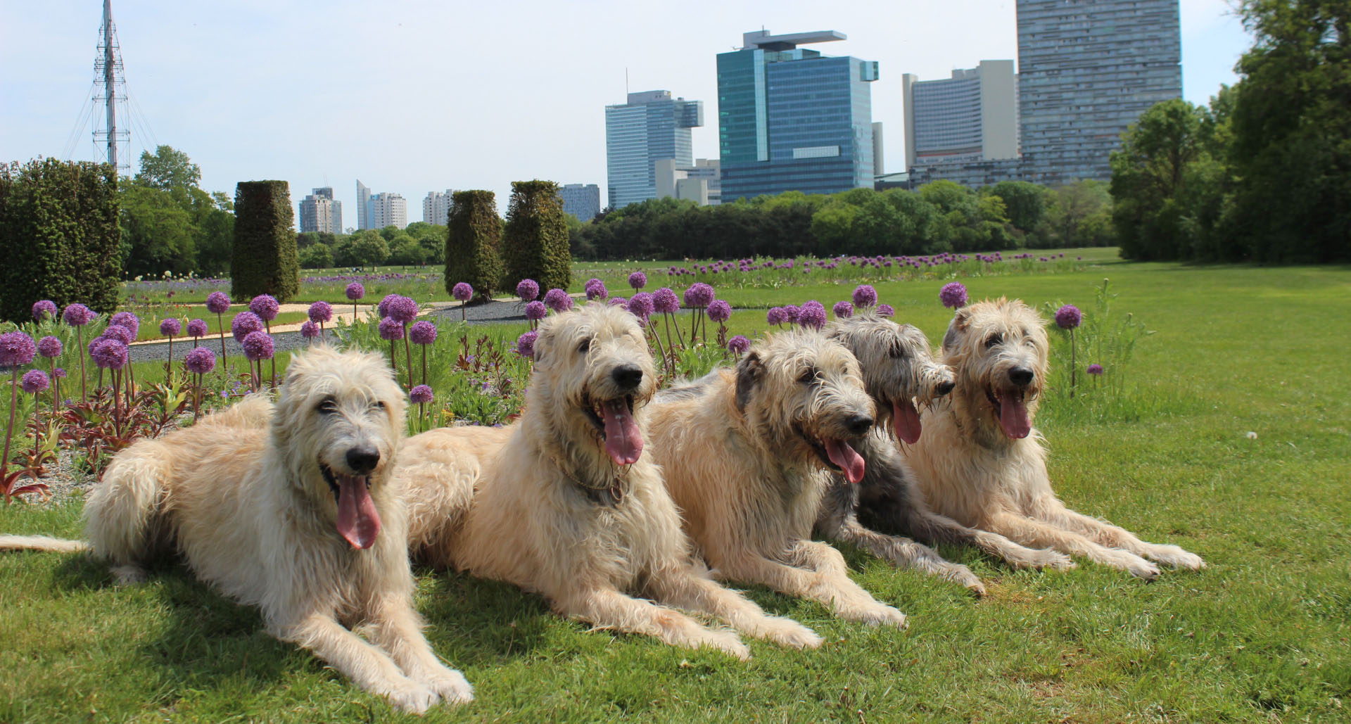 Irish Wolfhound Zucht Österreich – Welpe in familiärer Umgebung