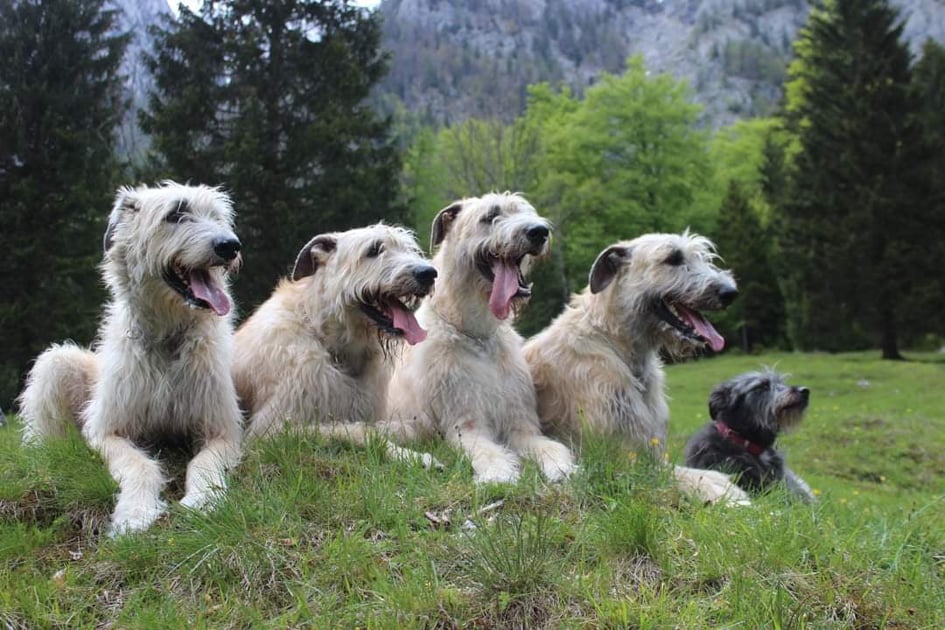 Irish Wolfhound Rüde und Hündin – liebevolle Aufzucht nach FCI-Standard