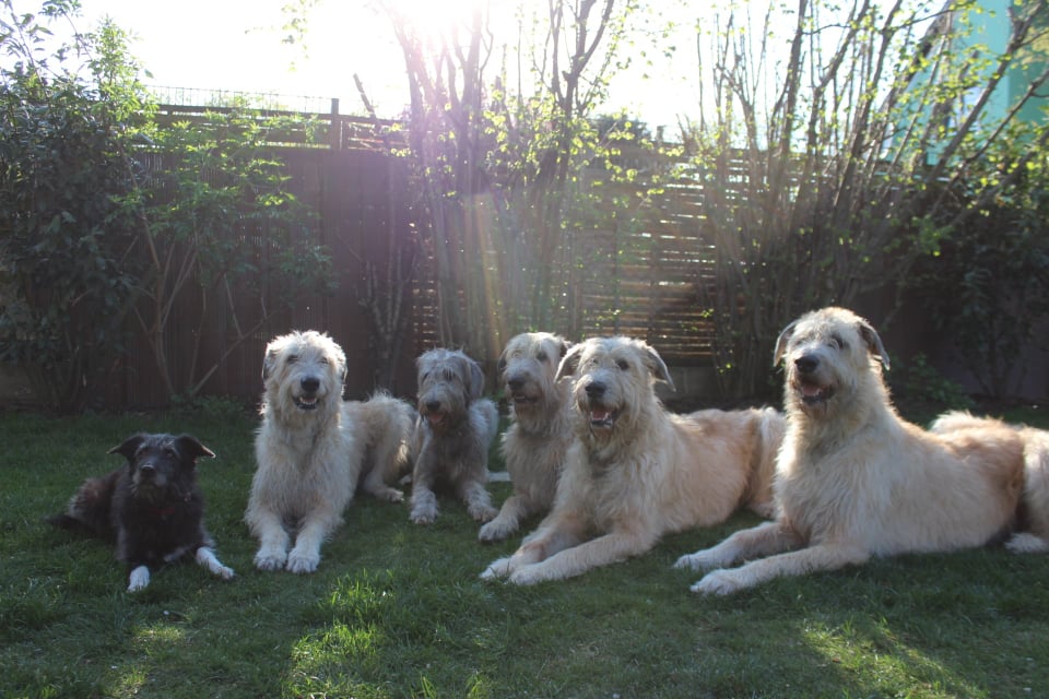 Welpen spielen in der Natur – Hounds of Glory Zucht